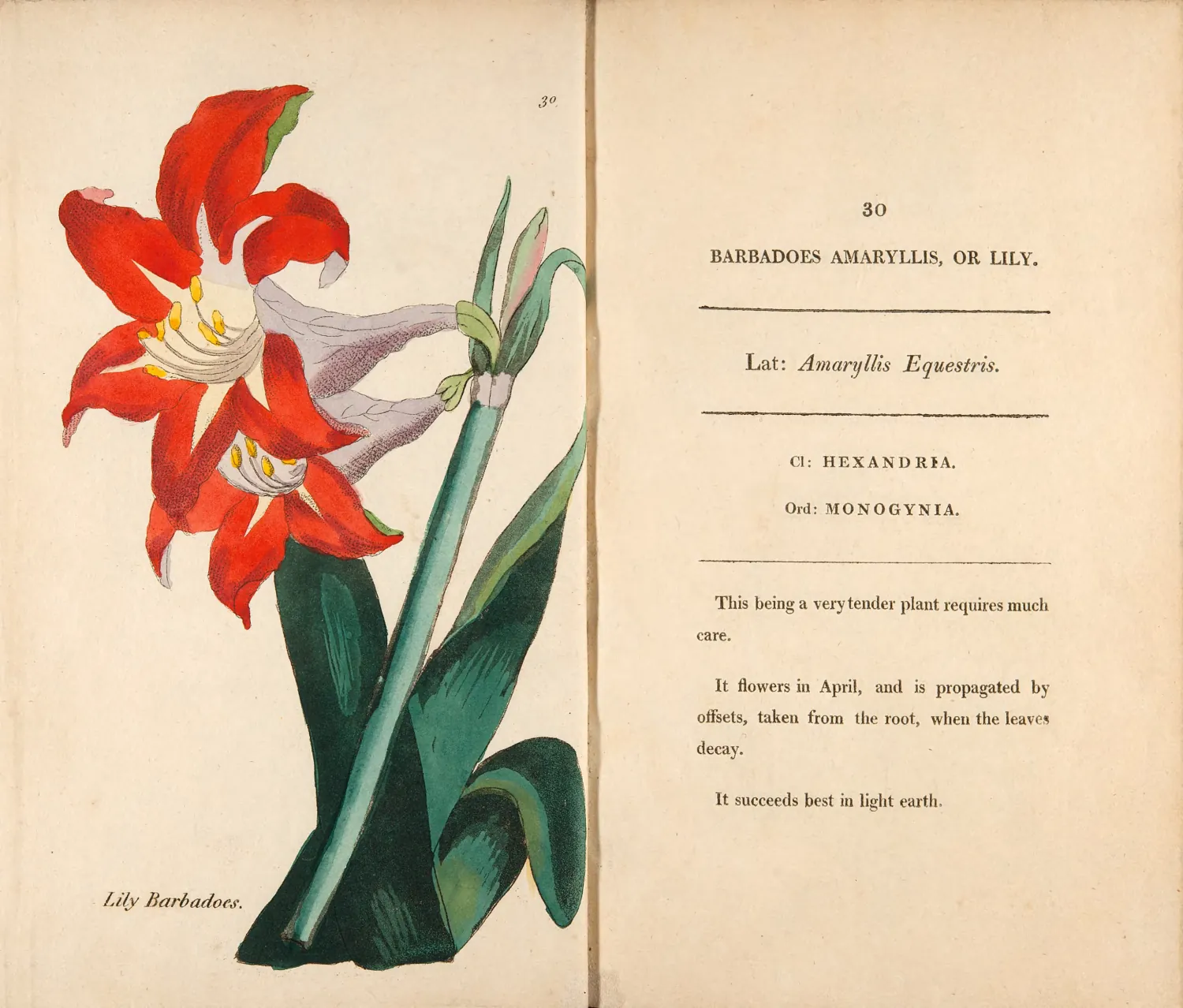 Hand-colored botanical plate of a red Barbadoes lily beside an 1807 printed description.