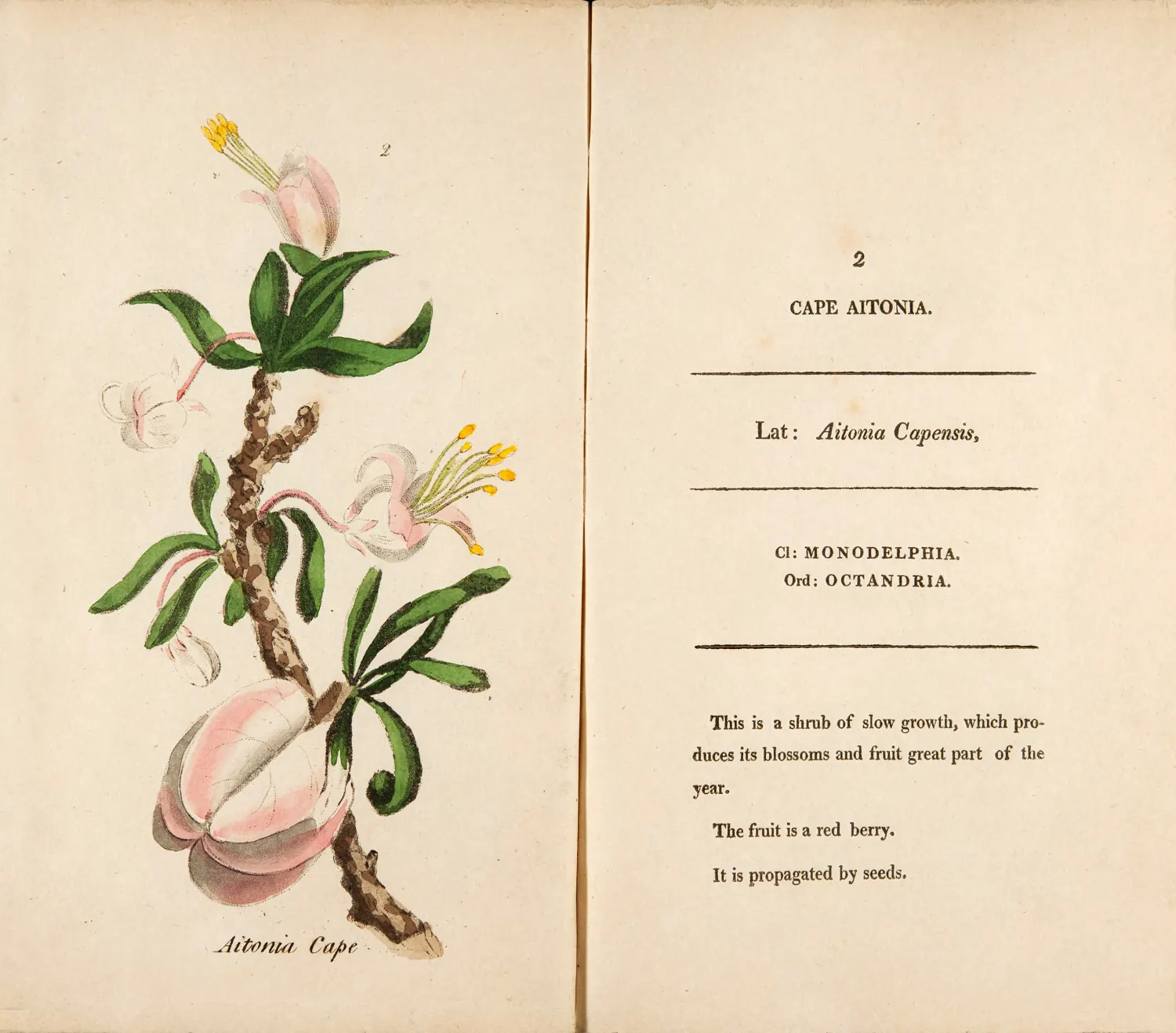 Hand-colored 1807 botanical plate of Cape Aitonia with pale pink blossoms beside its printed taxonomy.