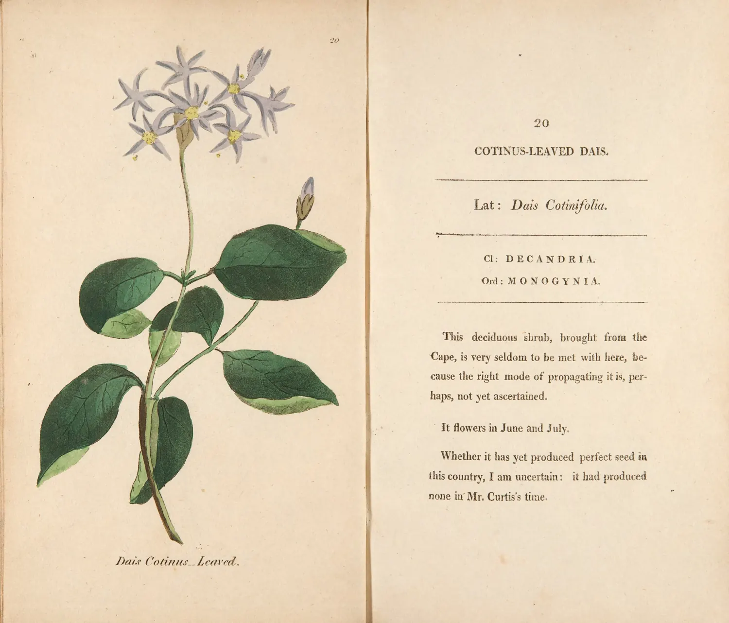 Hand-colored botanical plate of a Cotinus-leaved Dais with blue star-shaped flowers and broad green leaves.