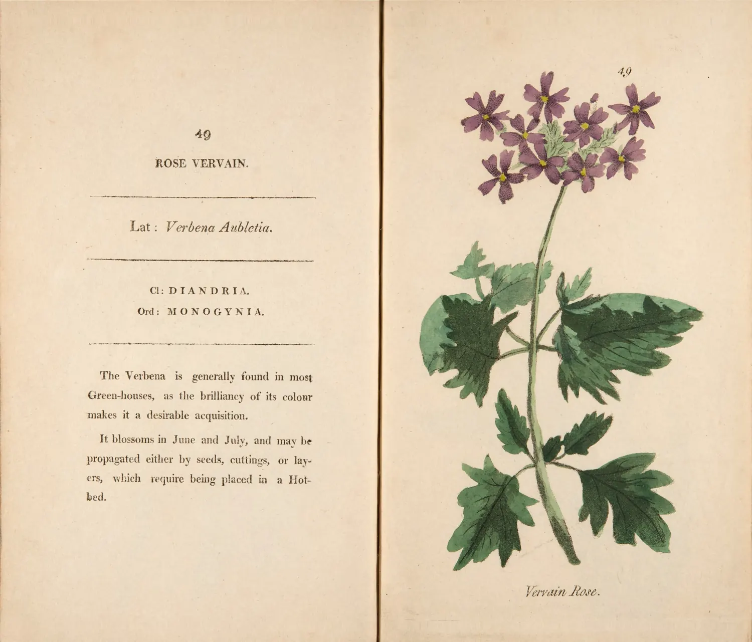 Hand-colored botanical plate of purple rose vervain with deeply cut green leaves.
