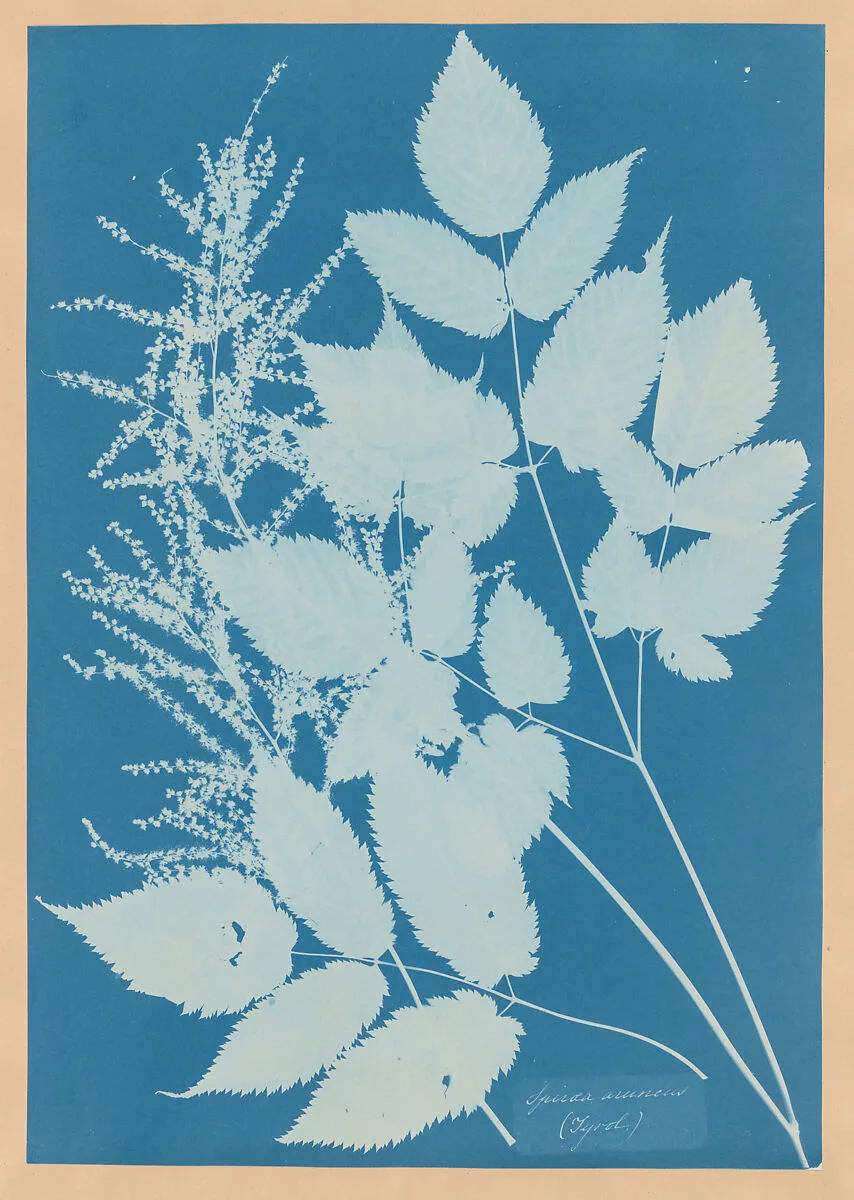 Anna Atkins cyanotype showing a pale branching Spiraea specimen as a precise silhouette on deep blue.