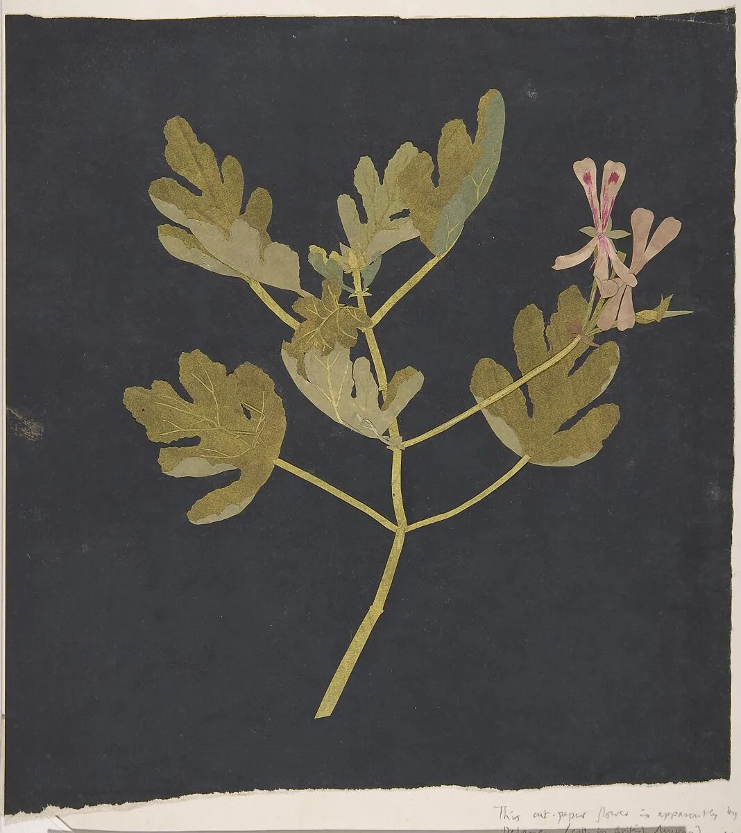Mary Delany paper collage of a branching botanical specimen isolated against a charcoal-black field.