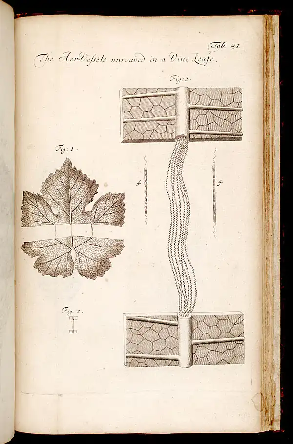 Seventeenth-century scientific engravings of a grapevine stem and leaf revealing internal transport vessels.