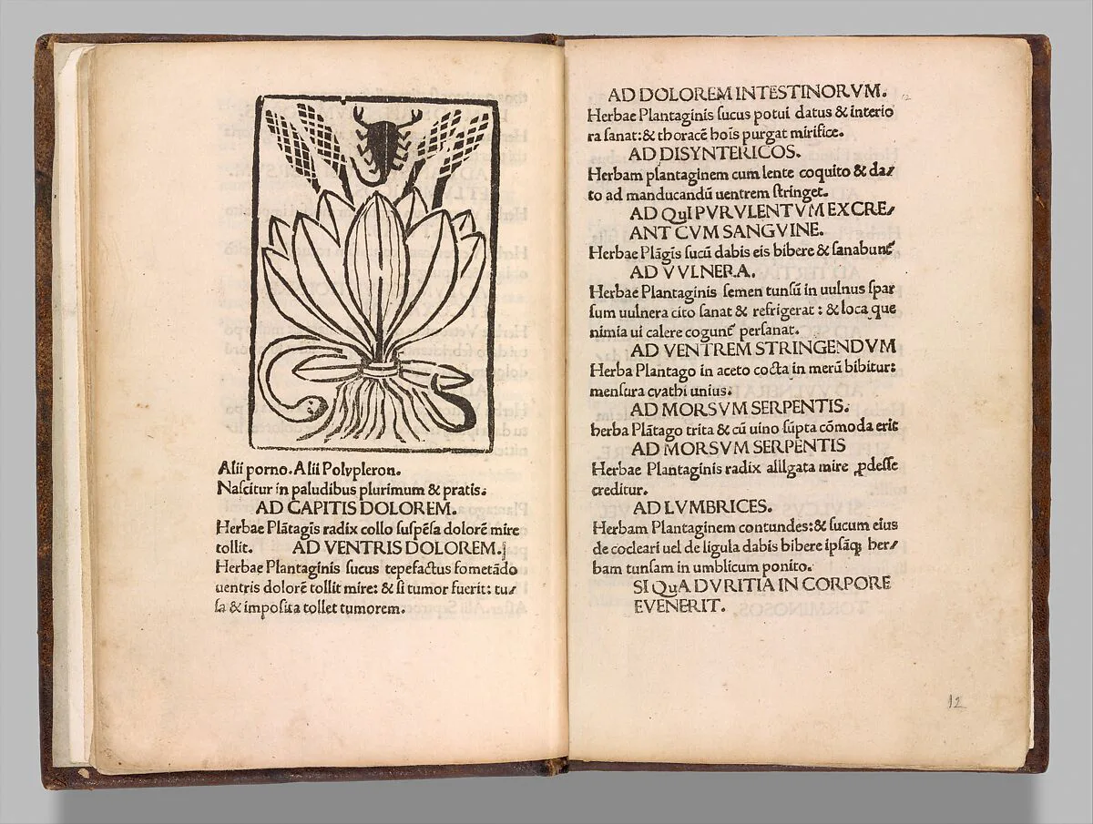 Hand-colored fifteenth-century herbal page combining a stylized plant woodcut with dense printed text.