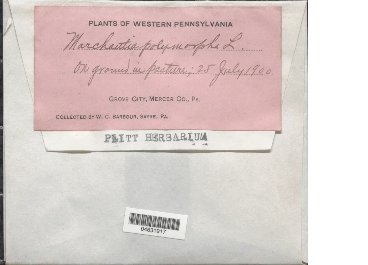 Smithsonian herbarium sheet with pressed Marchantia specimens, collection labels, taxonomy, and a modern barcode.