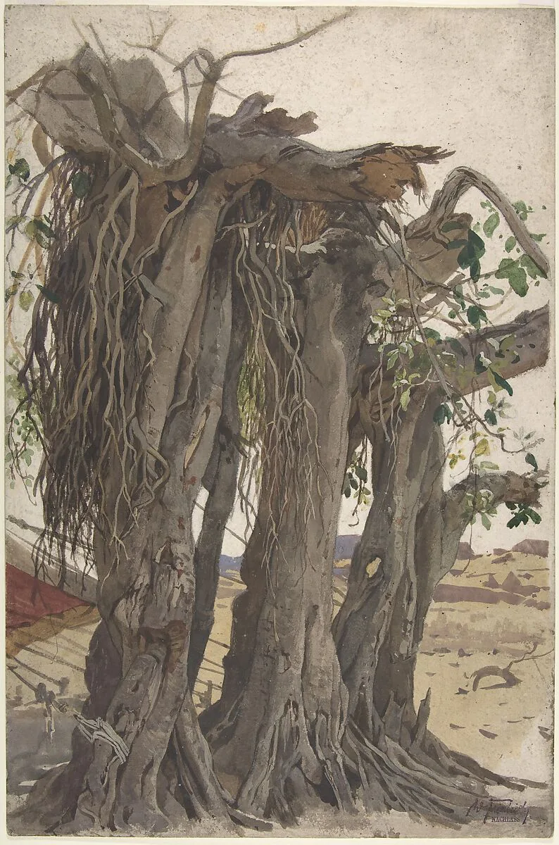 Watercolor study of a massive old stump with intertwined trunks and long aerial roots descending through its canopy.