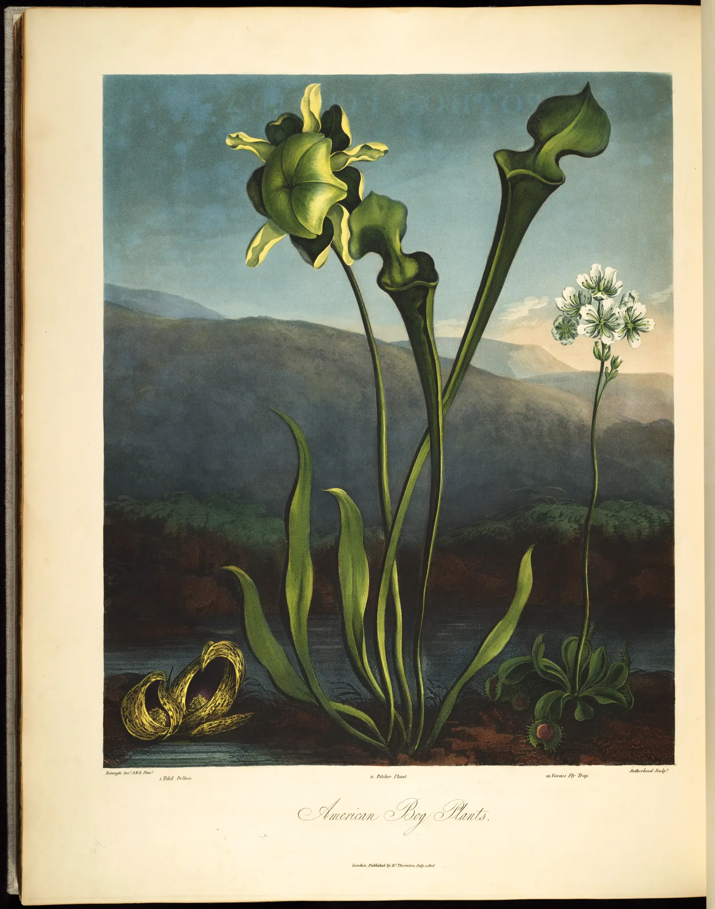 Dramatic botanical plate of a tall pitcher plant and a small Venus flytrap against a dark blue-green bog landscape.