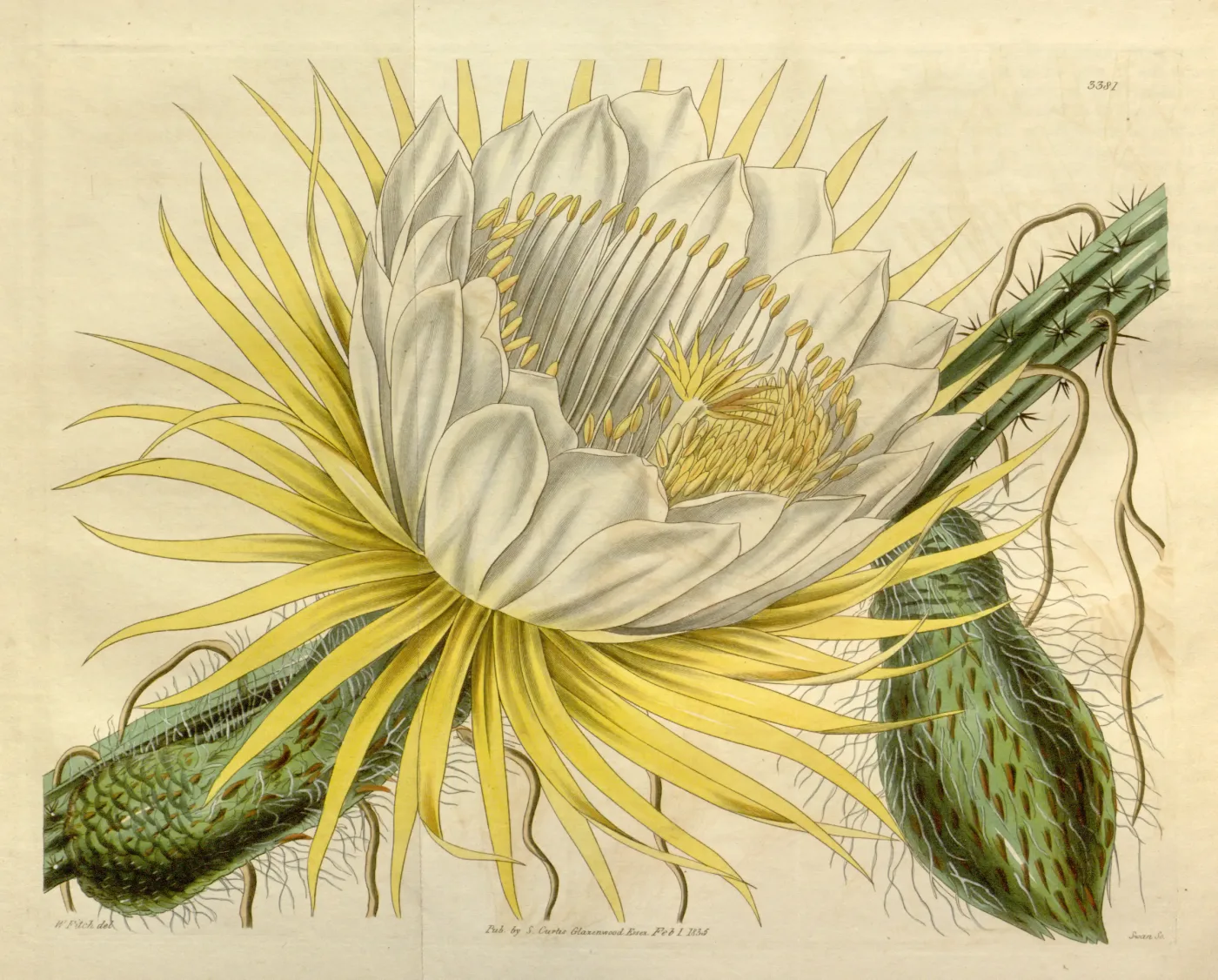 Large pale night-blooming cereus flower with yellow rays and winding roots crossing a green cactus stem.
