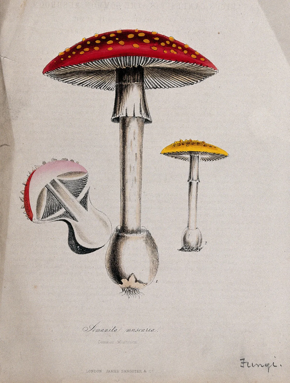 Scientific plate showing three red and yellow fly agaric mushrooms, including one cut open to reveal its structure.