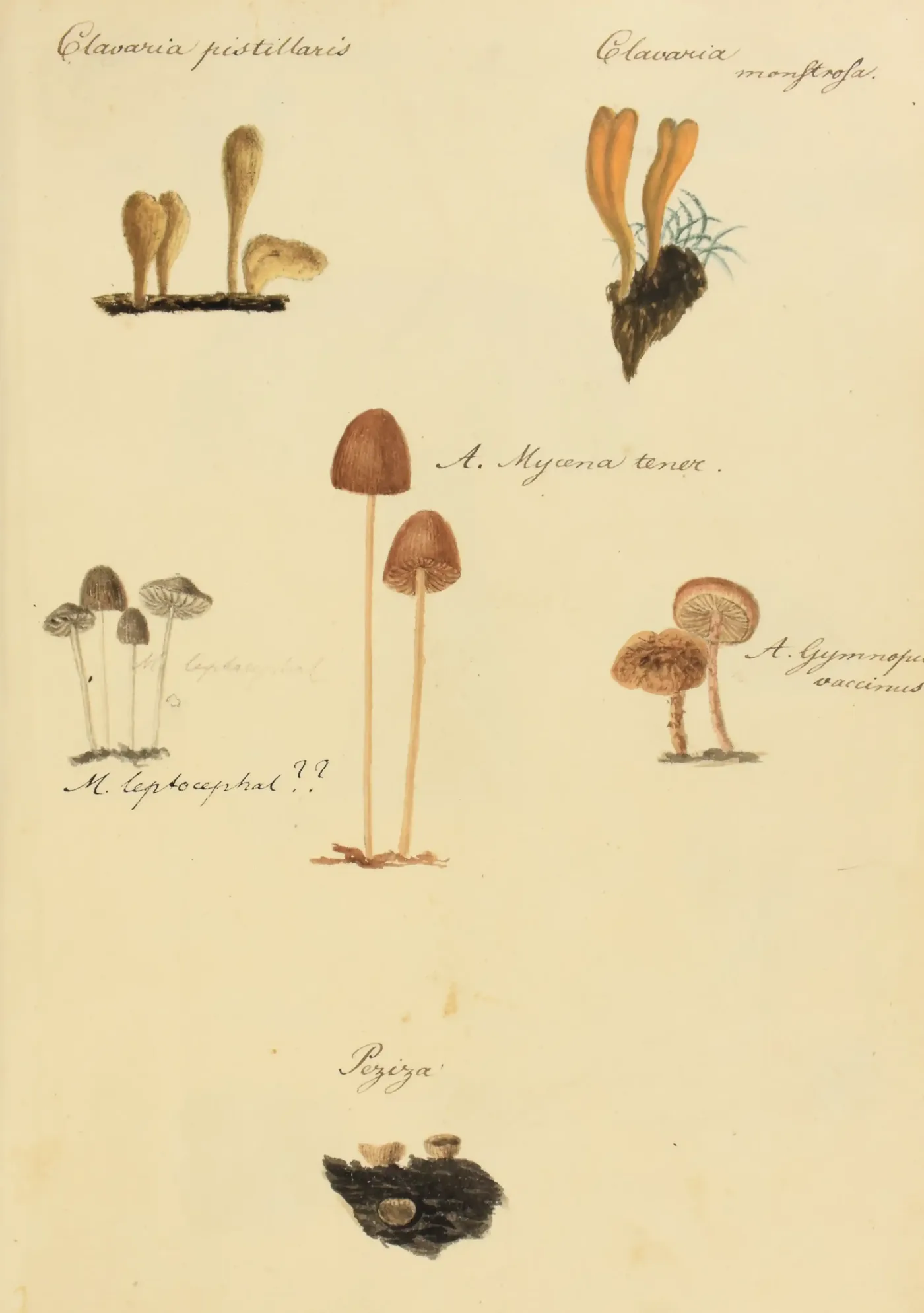 Historical specimen plate arranging several unusual fungi and small mushrooms with handwritten scientific labels.