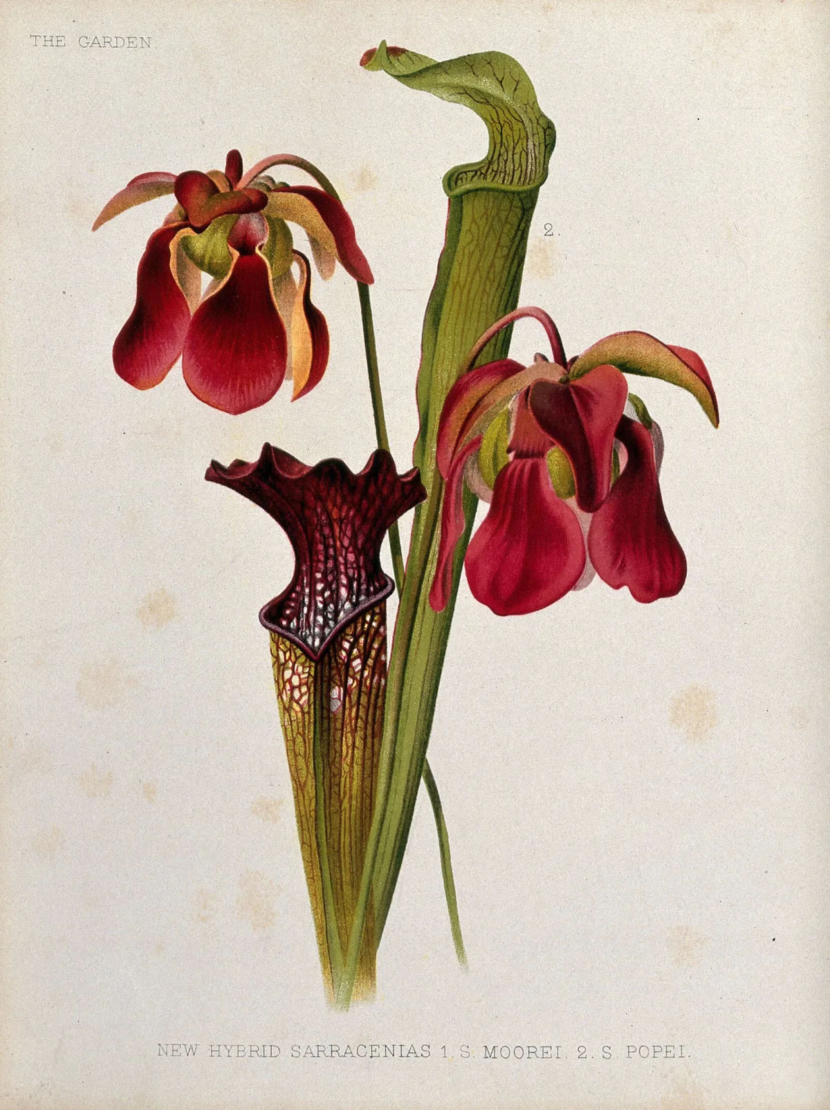 Chromolithograph of two hybrid pitcher plants with tall green traps and deep crimson flowers.