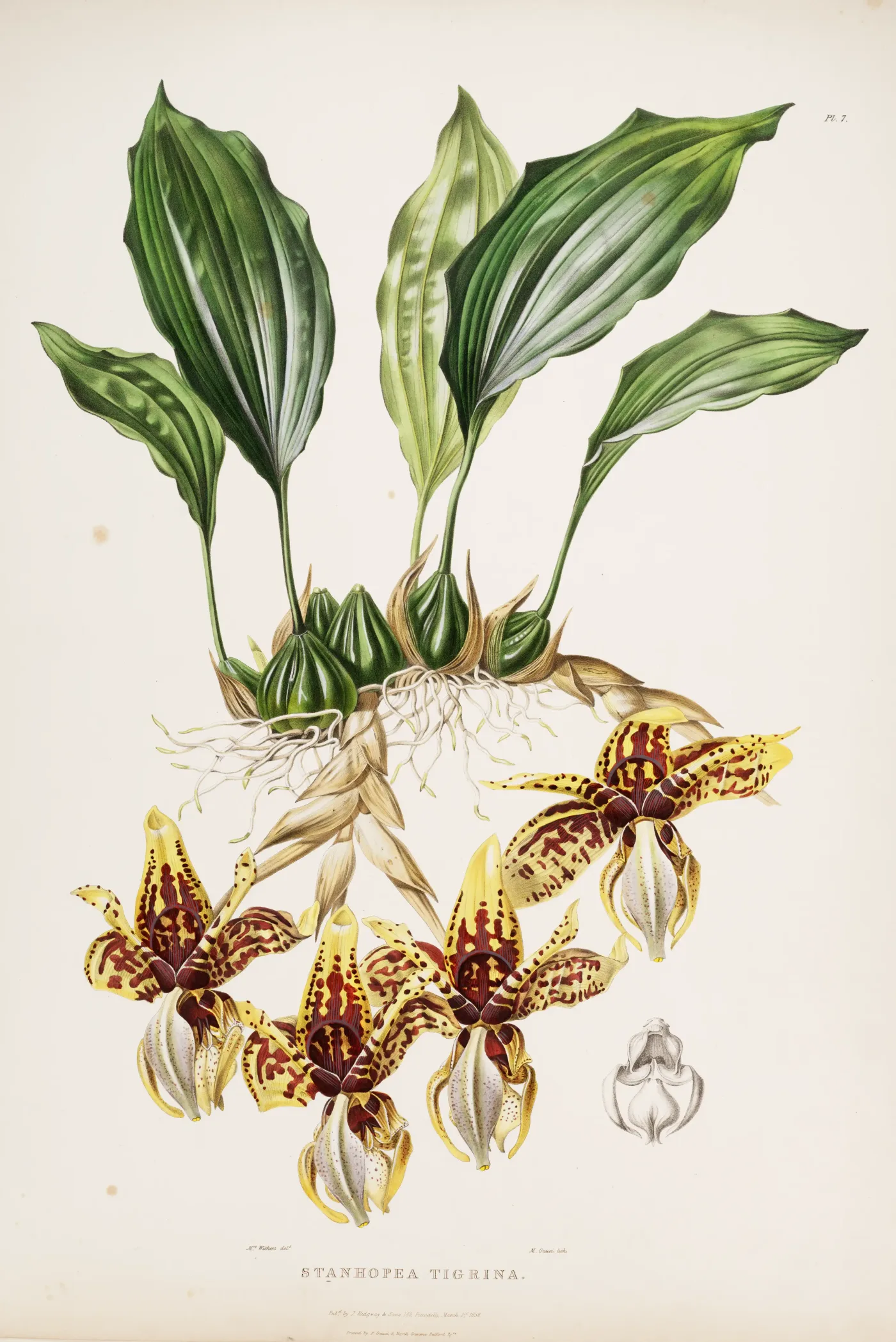 Botanical plate of a highly distinctive tiger orchid with cream petals, dark markings, and sculptural hanging flowers.