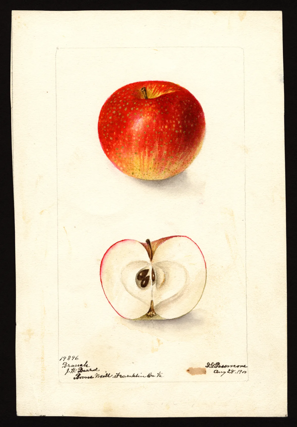 USDA pomological watercolor of a red Branch apple shown whole above a neat cross-section.