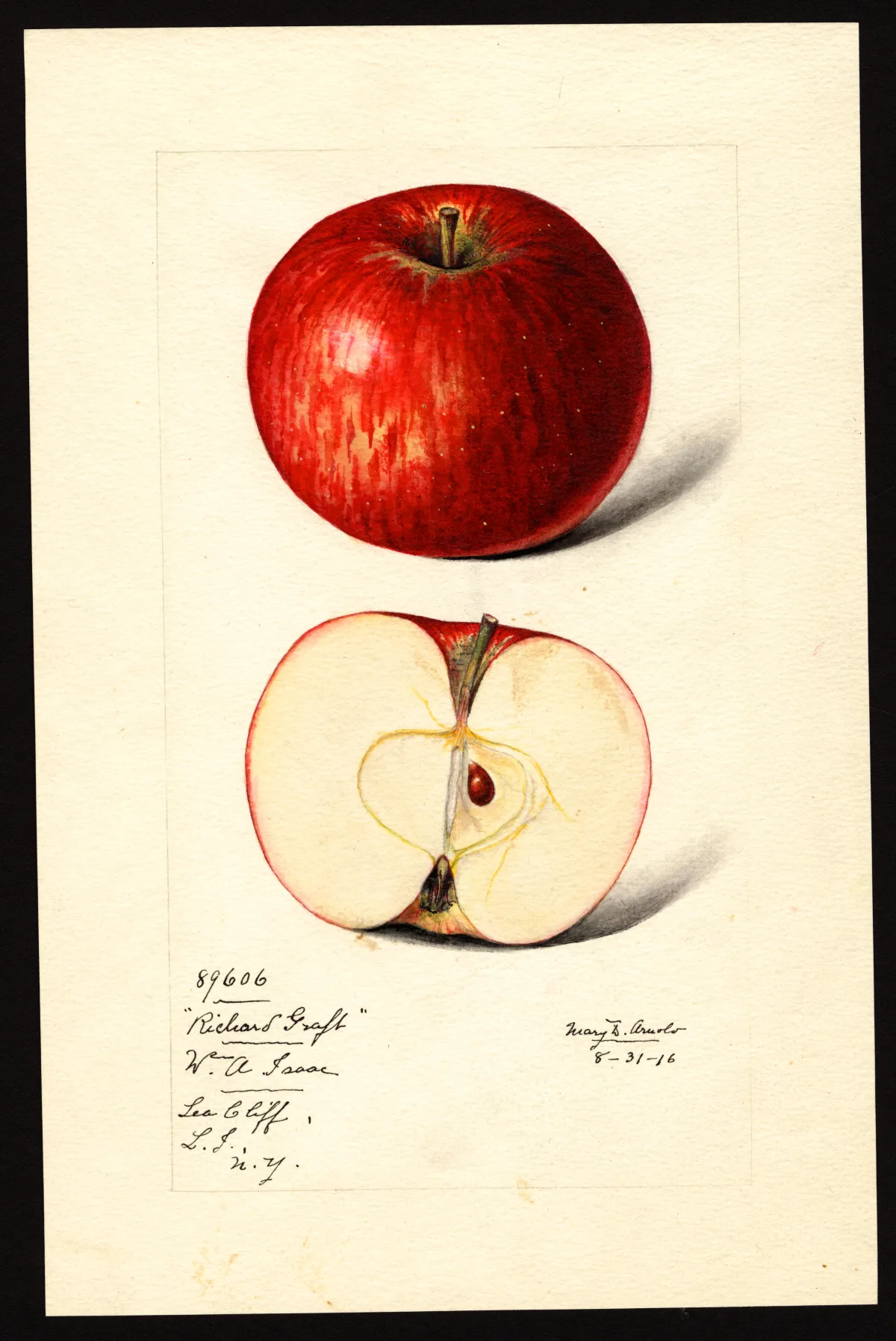USDA pomological watercolor of a glossy red Richard’s Graft apple shown whole and cut open.