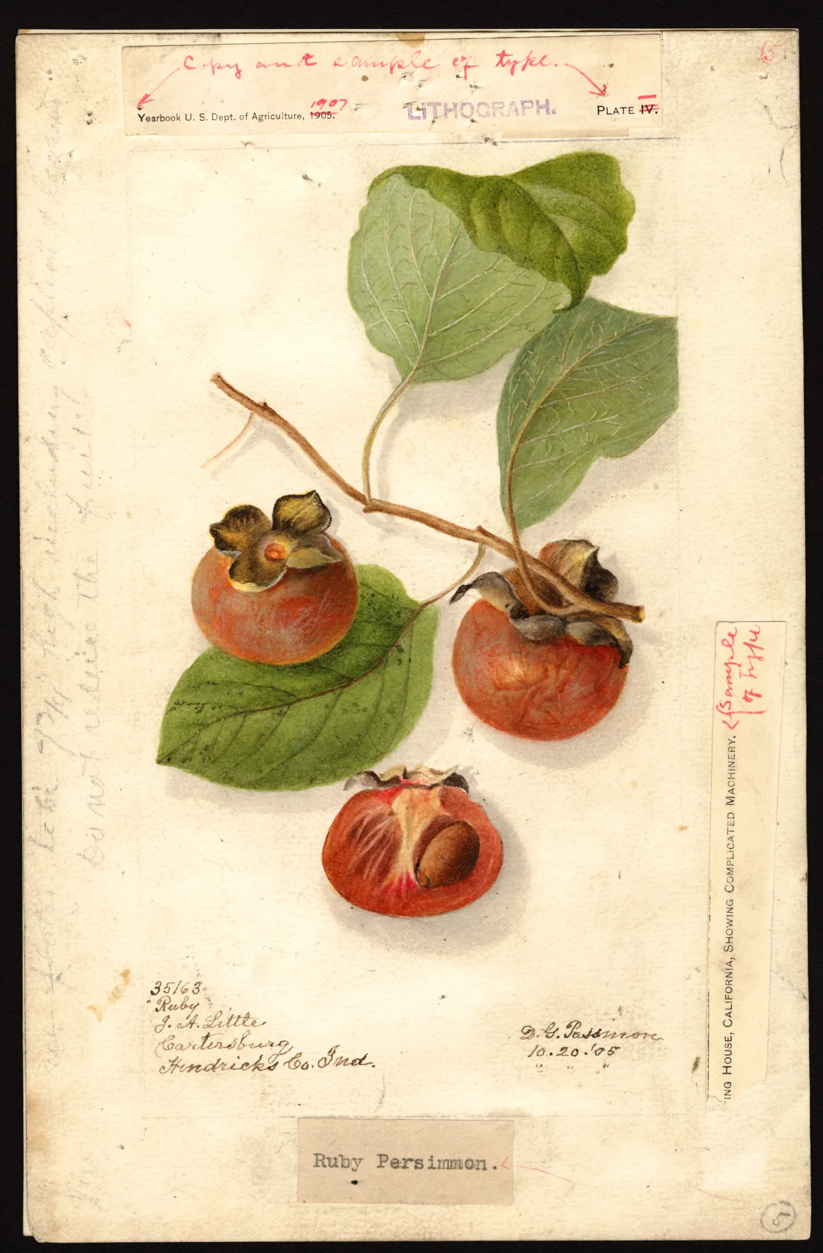 USDA pomological watercolor of rich orange-red Ruby persimmons, including a cut fruit showing its interior.