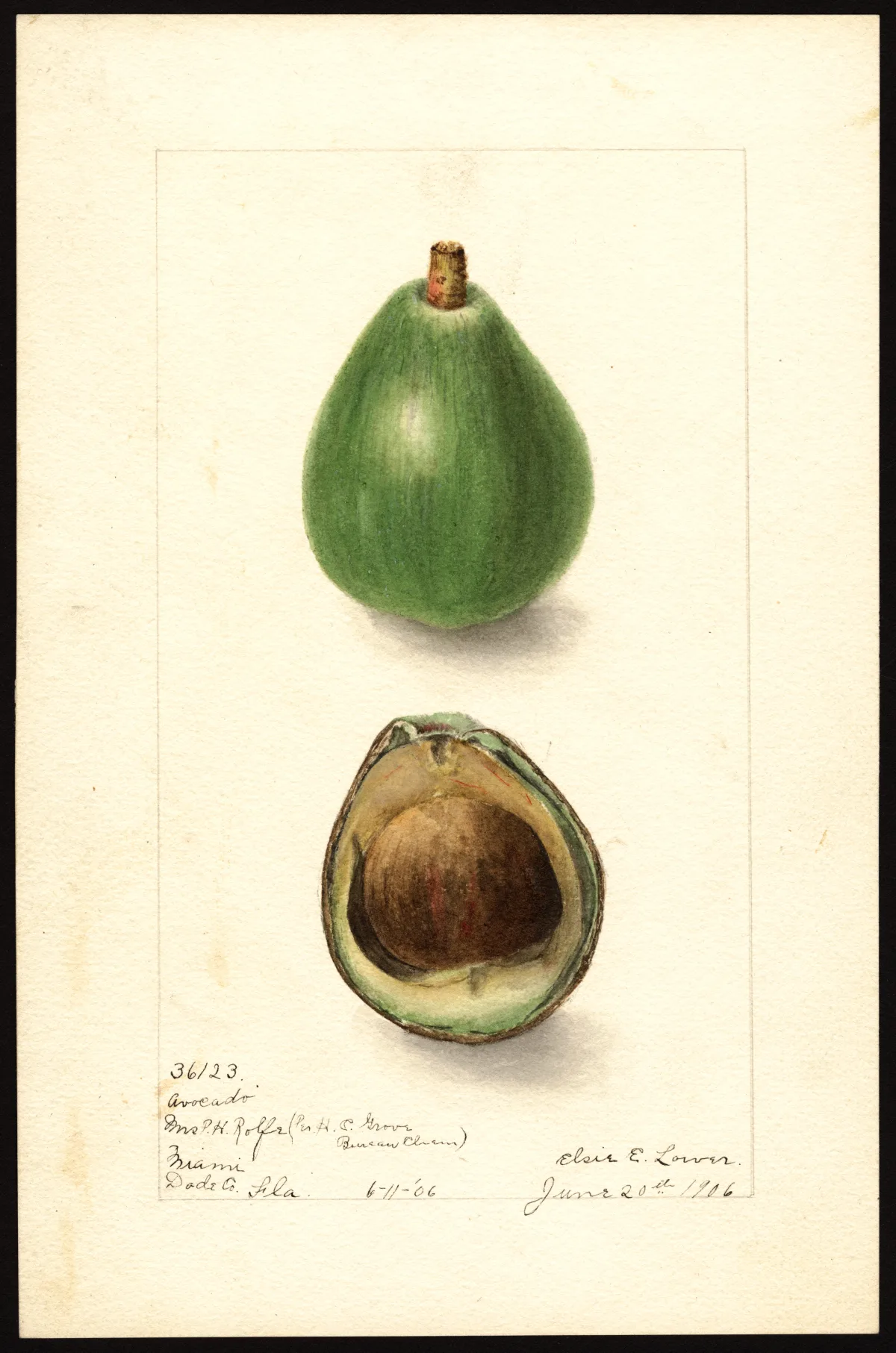 USDA pomological watercolor documenting a green avocado seedling fruit and its large internal seed.