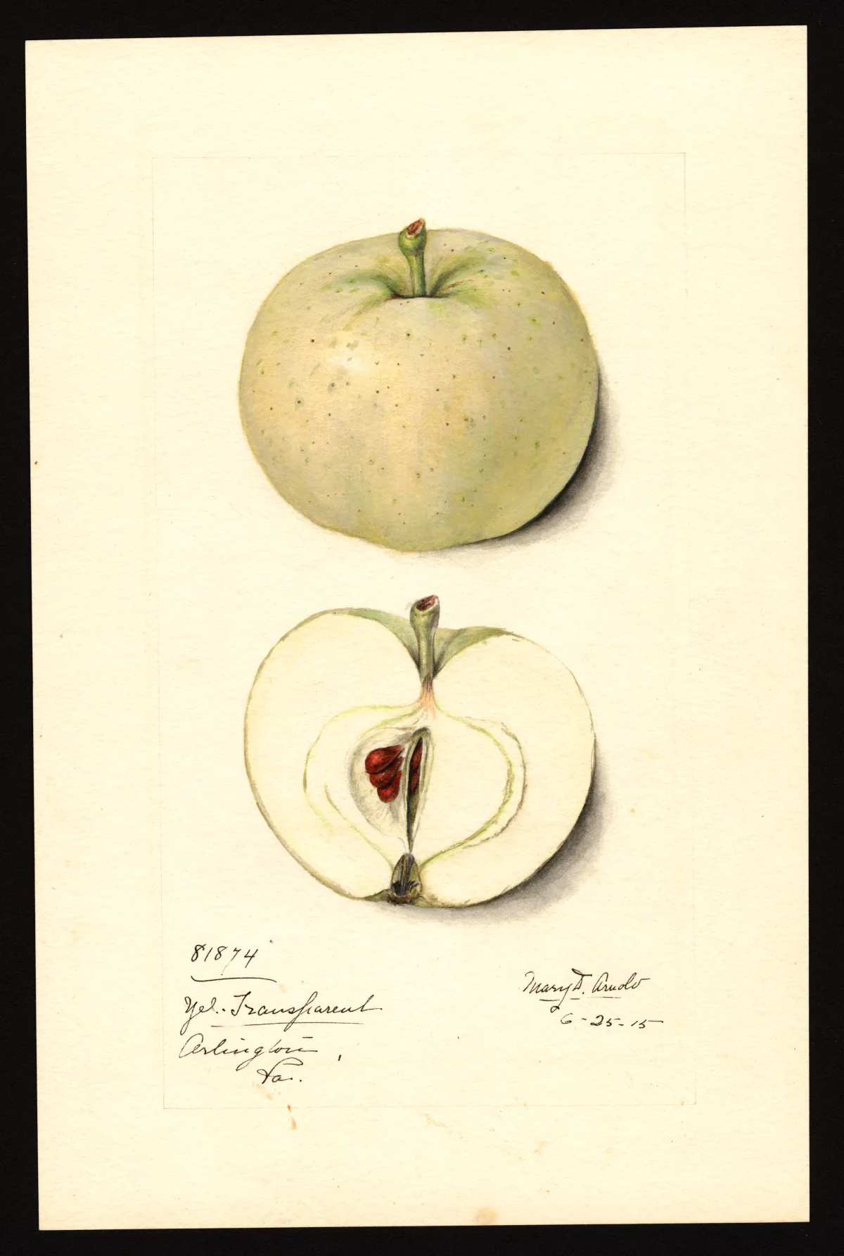 USDA pomological watercolor of a pale yellow apple with a second fruit cut open to show seeds and flesh.