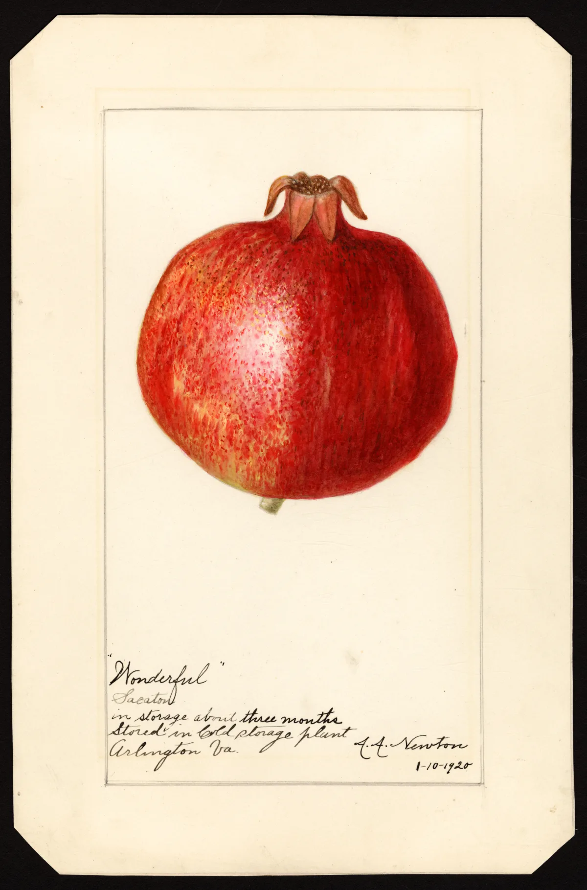 USDA pomological watercolor of a single vivid red Wonderful pomegranate on a tall archival specimen sheet.