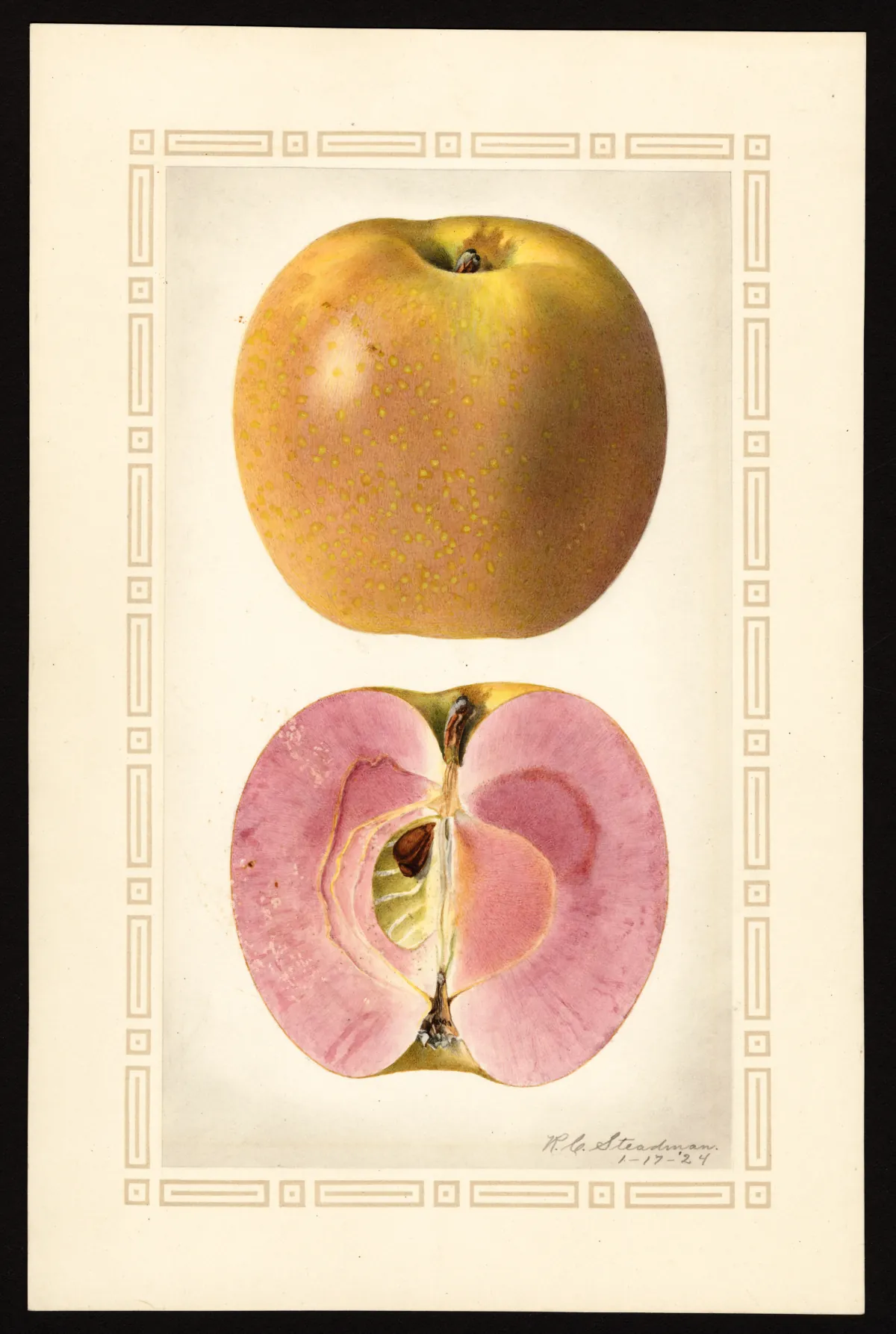 Pomological watercolor showing a whole Surprise apple and a cut half with pink flesh.